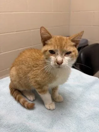 A baby medium-sized male Domestic Short Hair cat named Tumtum for adoption in Westland, MI