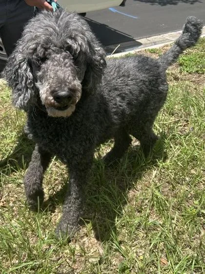 Billy