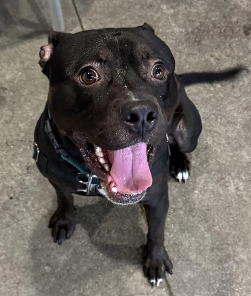 A young medium-sized male Black Pit Bull Terrier dog named Anubis for adoption in Berkeley, CA