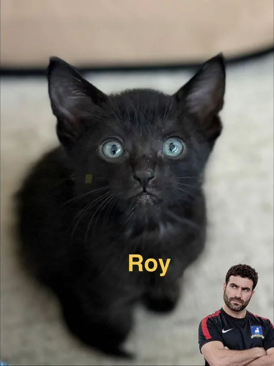 A baby medium-sized male Black American Shorthair cat named Roy for adoption in Richardson, TX
