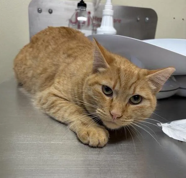 An adult large-sized male Domestic Short Hair cat named Pineapple for adoption in Great Falls, MT