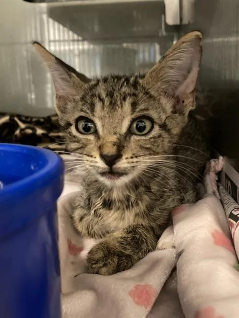 A baby small-sized male Domestic Short Hair cat named Wally for adoption in Baytown, TX