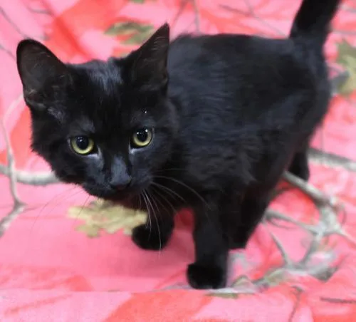 A young medium-sized male Domestic Short Hair cat named Chippy for adoption in Thief River Falls, MN