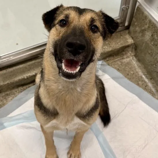 A young medium-sized female German Shepherd Dog dog named Merit for adoption in Los Angeles, CA