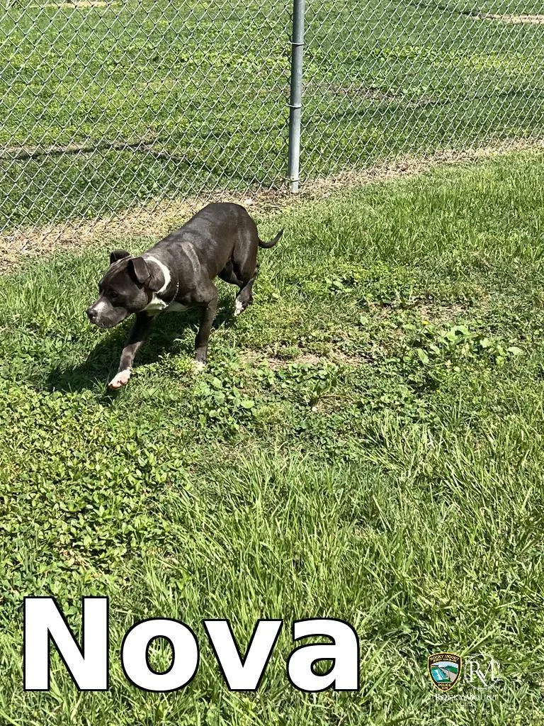 A young medium-sized female Pit Bull Terrier dog named Nova for adoption in Rocky Mount, NC
