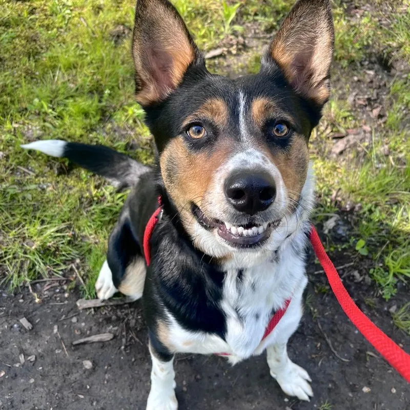 A young medium-sized female Black Mixed Breed dog named Lana for adoption in Grand Rapids, MI