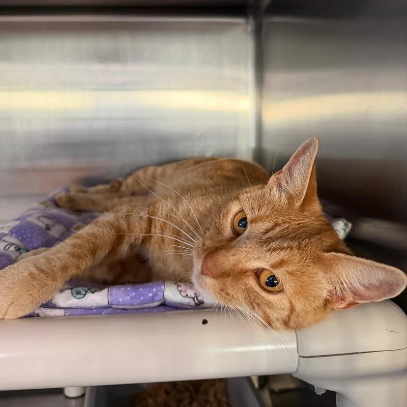 An adult medium-sized female Orange / Red Domestic Short Hair cat named Hot Cheeto for adoption in Spanish Fork, UT