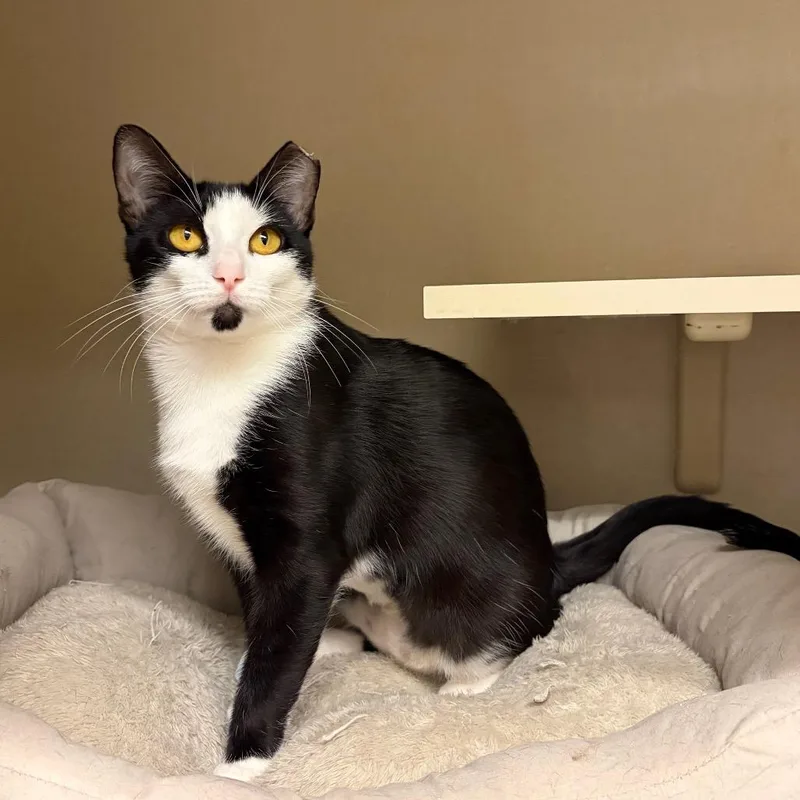 A young medium-sized female Black Domestic Short Hair cat named Puffin for adoption in San Antonio, TX