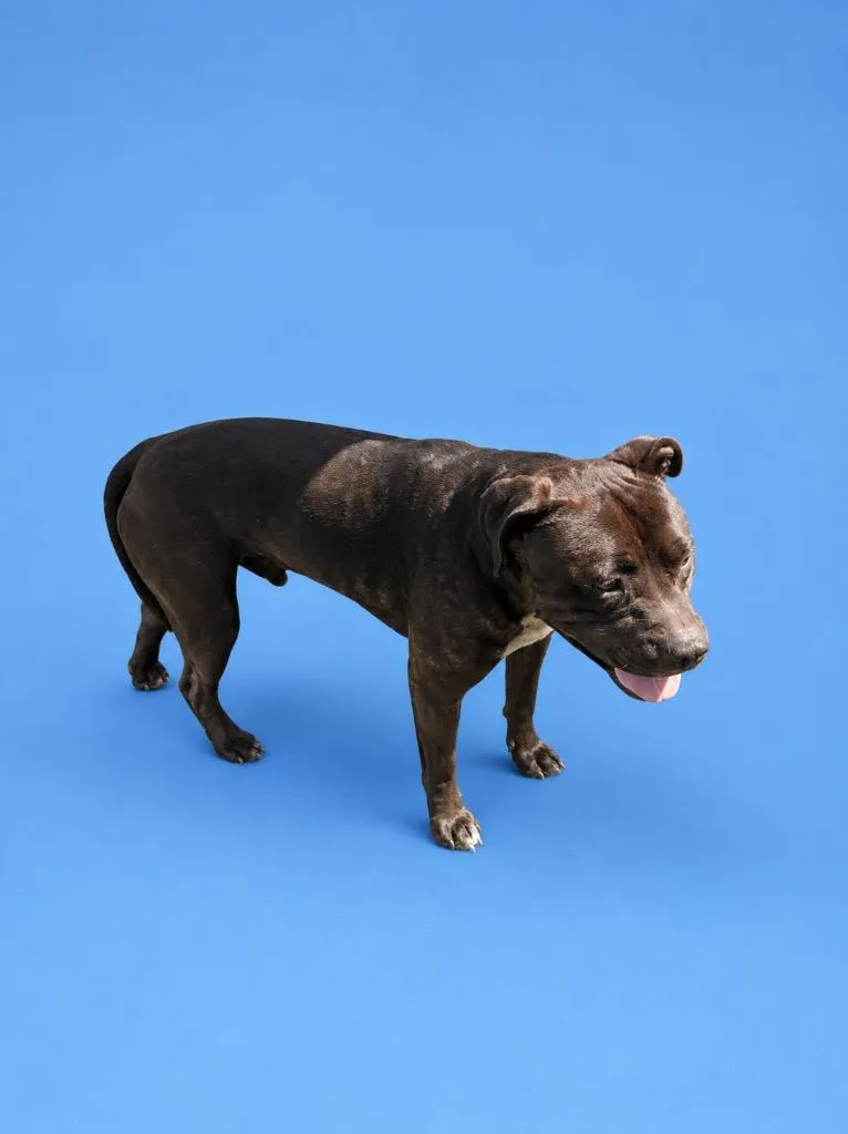 A young medium-sized male Pit Bull Terrier dog named Simba for adoption in Wauchula, FL