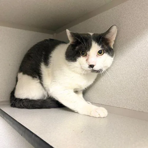 A young medium-sized male Domestic Short Hair cat named Gojo for adoption in Aurora, CO