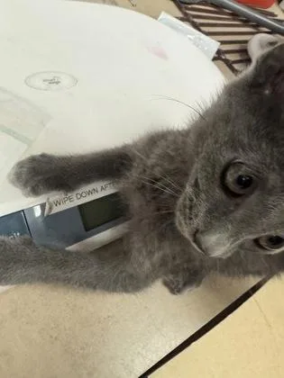 A baby small-sized female Domestic Short Hair cat named Sinclair for adoption in Farmers Branch, TX