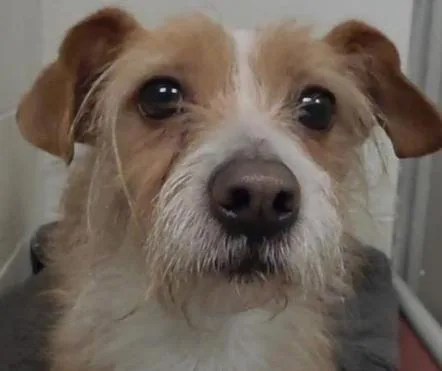 A young small-sized male White / Cream Jack Russell Terrier dog named Wilford Brimley "willie" for adoption in Waterbury, CT