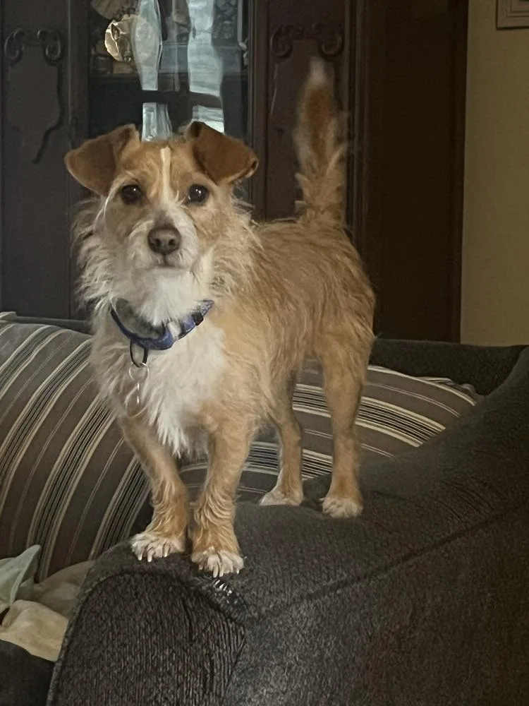 Wilford Brimley "willie" thumbnail 2