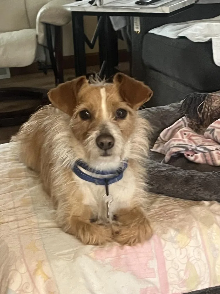 Wilford Brimley "willie" thumbnail 3