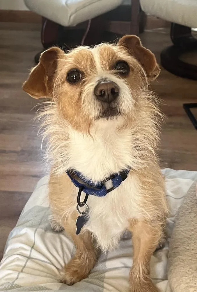 Wilford Brimley "willie" thumbnail 4