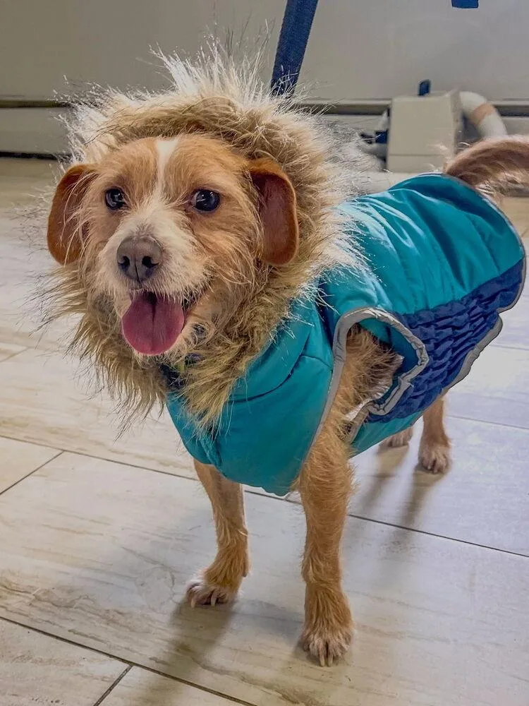 Wilford Brimley "willie" thumbnail 5