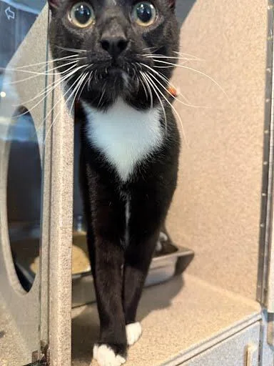 An adult medium-sized male Domestic Short Hair cat named Hazard for adoption in Washington, DC