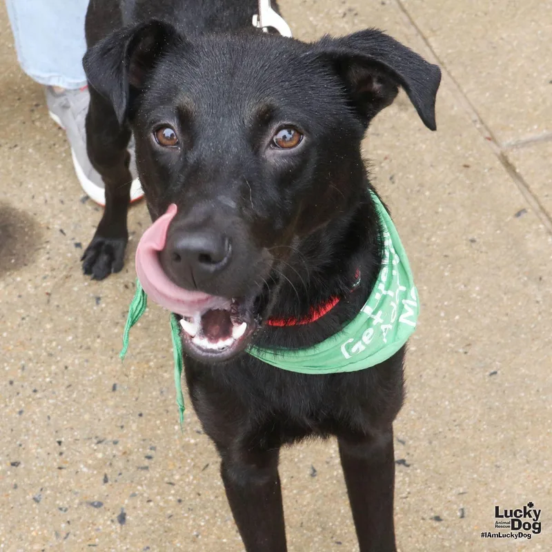 A young medium-sized male Labrador Retriever dog named Milton for adoption in Washington, DC