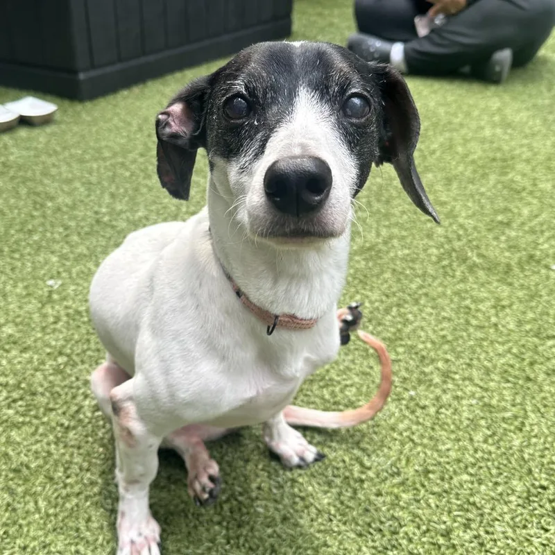 A senior small-sized female White / Cream Chihuahua dog named Kiera for adoption in Wantagh, NY