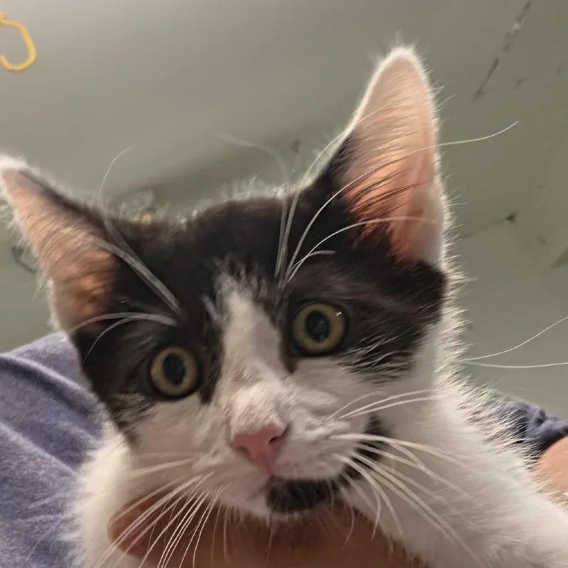 A baby small-sized male Black Domestic Short Hair cat named Felix for adoption in Leander, TX