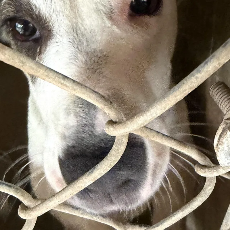 A young medium-sized female Labrador Retriever dog named Flower Pot for adoption in Austin, TX