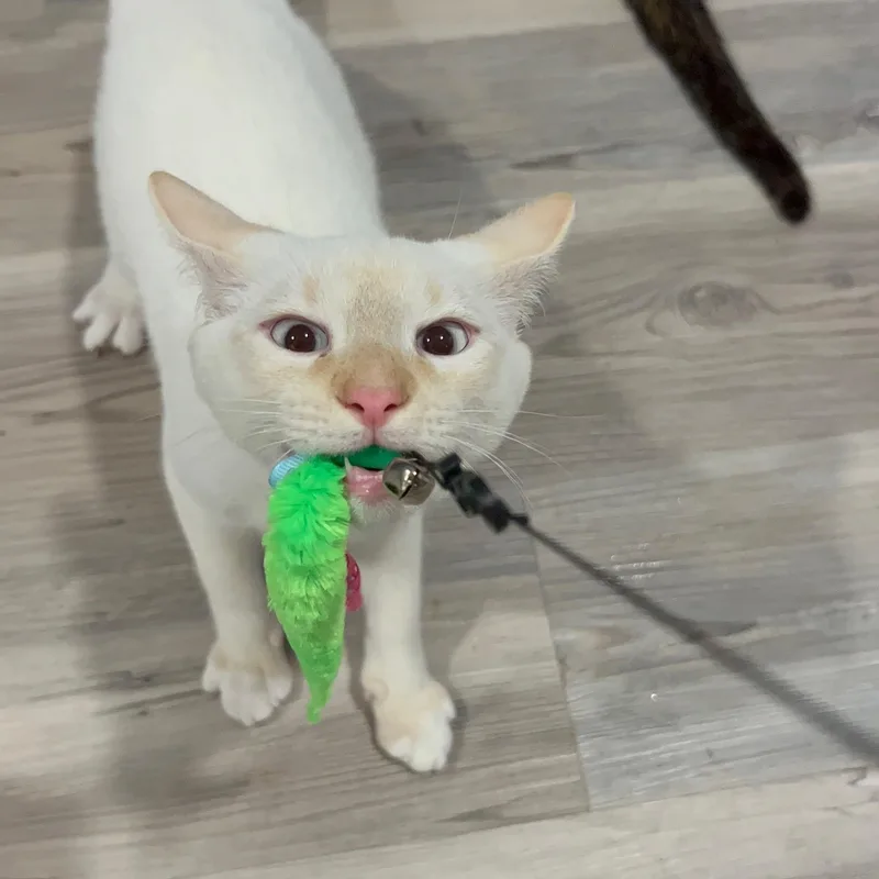Tucker thumbnail 2