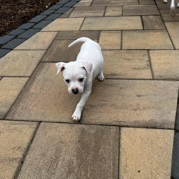 A baby medium-sized female White / Cream Mixed Breed dog named Mamey for adoption in Mebane, NC