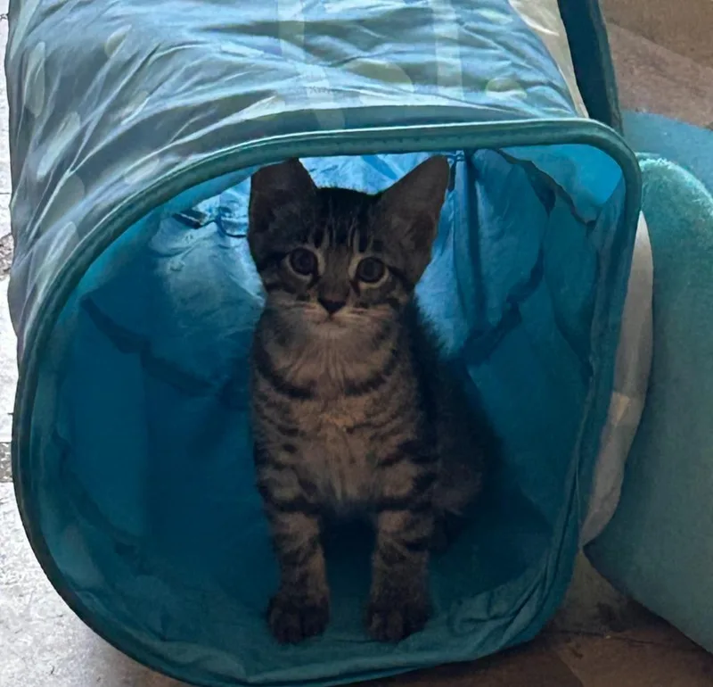 A baby medium-sized female Domestic Short Hair cat named Lullaby for adoption in Nacogdoches, TX
