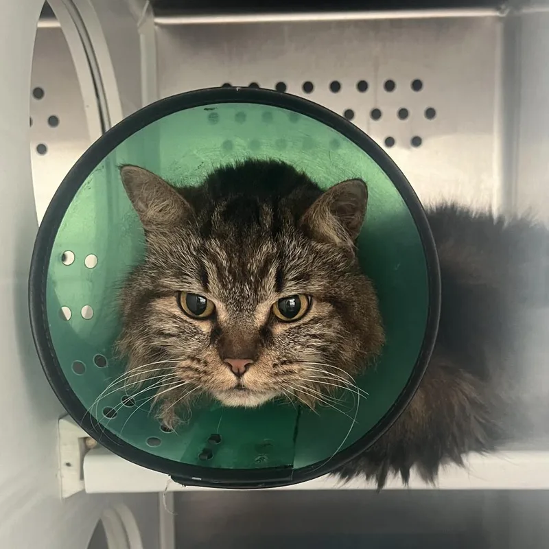 An adult medium-sized male Brown / Chocolate Domestic Medium Hair cat named Kilo for adoption in West Olive, MI