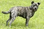 An adult medium-sized male Terrier dog named Dingo for adoption in Cashiers, NC