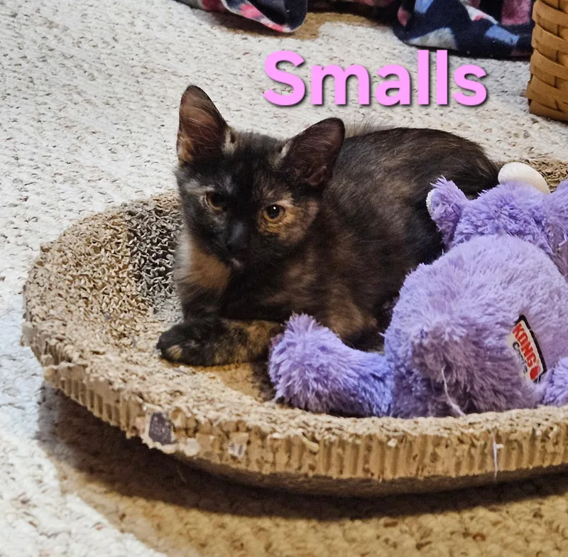 A baby medium-sized female Tortoiseshell Domestic Short Hair cat named Smalls for adoption in Hartville, OH