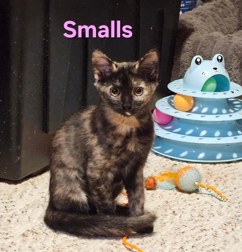 Smalls thumbnail 2