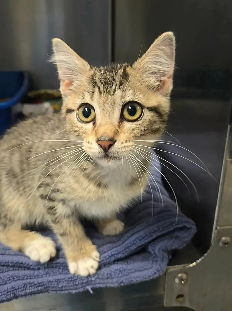A baby small-sized male Domestic Short Hair cat named Shallot for adoption in Ocala, FL