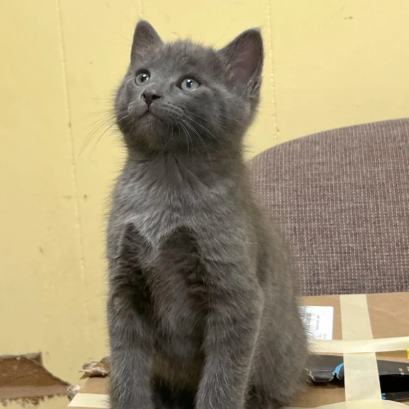 A baby medium-sized male Domestic Short Hair cat named Roll for adoption in Olean, NY