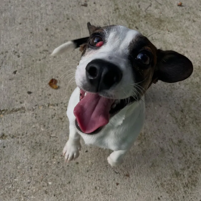 A young small-sized male Terrier dog named Benji for adoption in Baton Rouge, LA