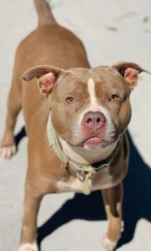 An adult large-sized female Pit Bull Terrier dog named AC "Nina" for adoption in Conyers, GA