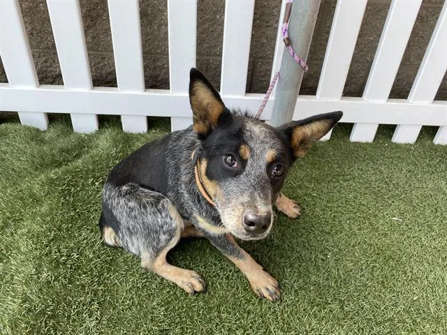 A young medium-sized female Australian Cattle Dog / Blue Heeler dog named A for adoption in Modesto, CA
