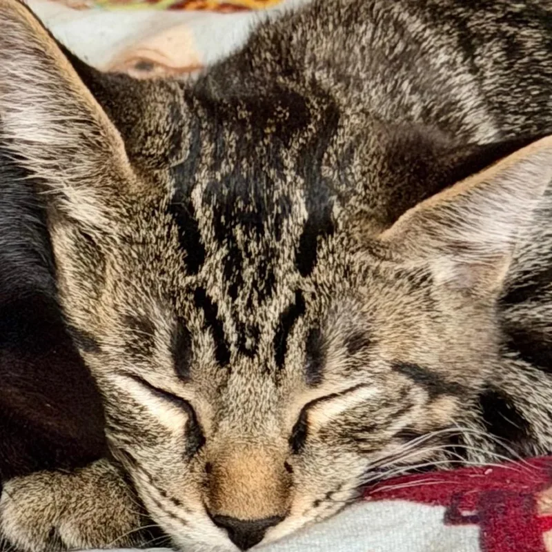 A baby medium-sized male Black Domestic Short Hair cat named Stubby for adoption in Springfield, OR