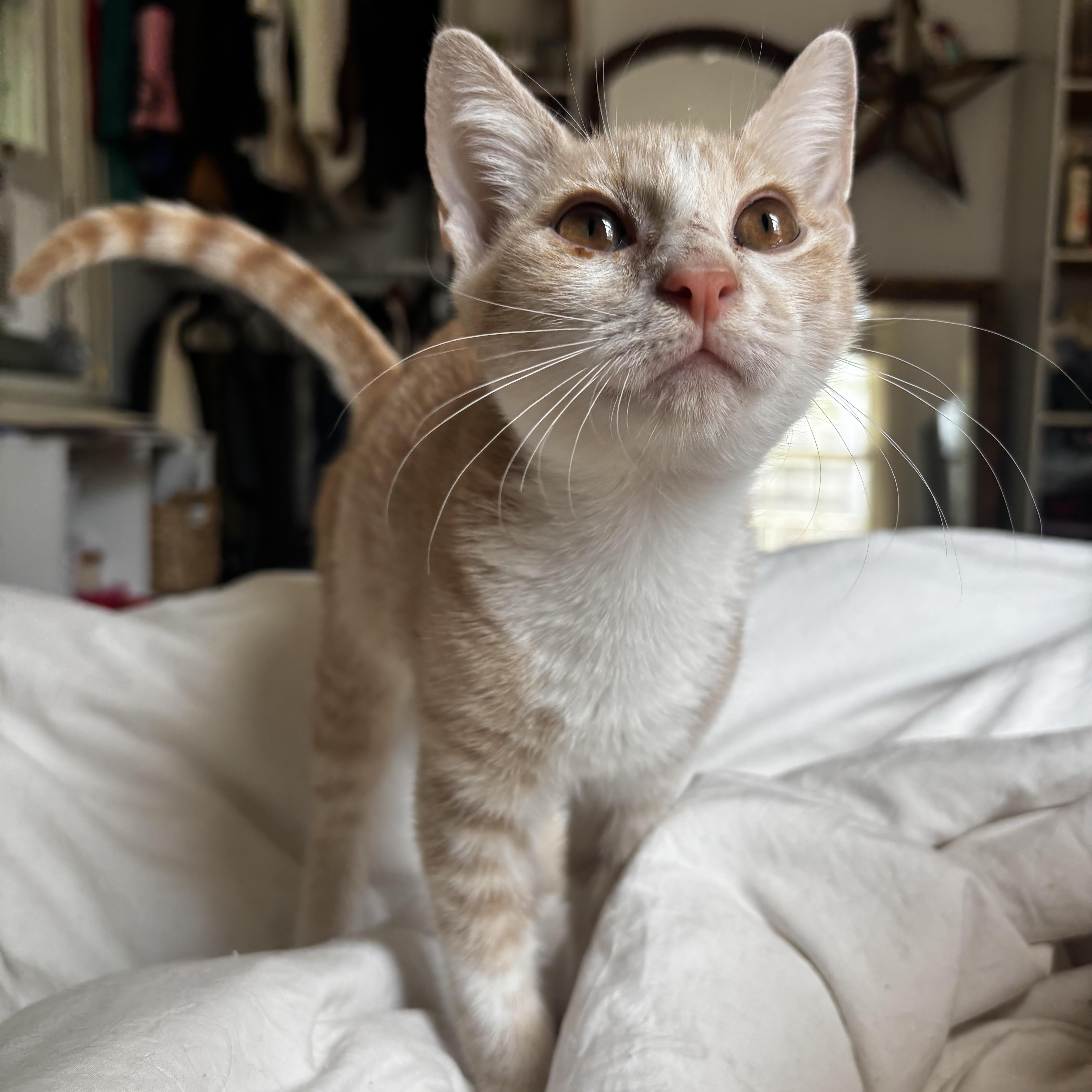 A baby small-sized male Tabby (Orange / Red) Domestic Short Hair cat named Yuji for adoption in Richmond, VA