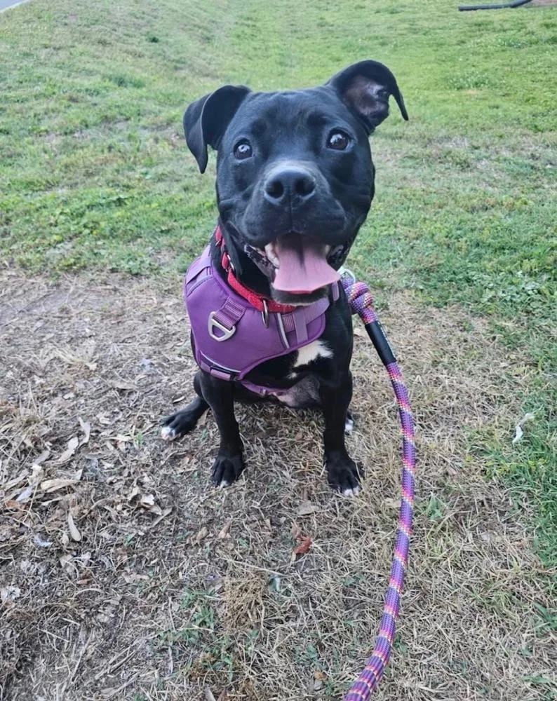 A baby medium-sized female Tricolor (Brown, Black, & White) Terrier dog named Phoenix for adoption in Mooresville, NC