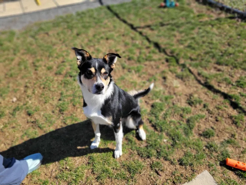 An adult medium-sized male Tricolor (Brown, Black, & White) Collie dog named Gru Samson for adoption in Chambersburg, PA