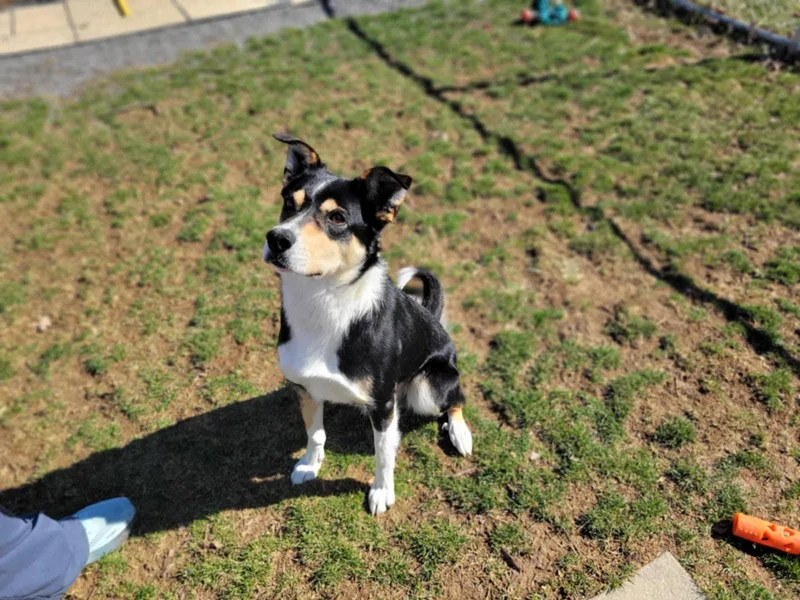 Gru Samson thumbnail 2