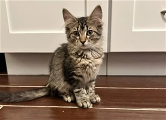 A baby small-sized female Domestic Medium Hair cat named Forest for adoption in Ames, IA