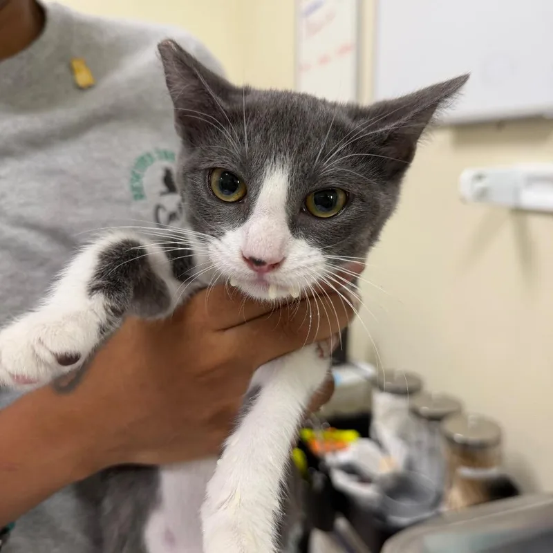 A baby small-sized female Gray / Blue / Silver Domestic Short Hair cat named Palace for adoption in Las Vegas, NV