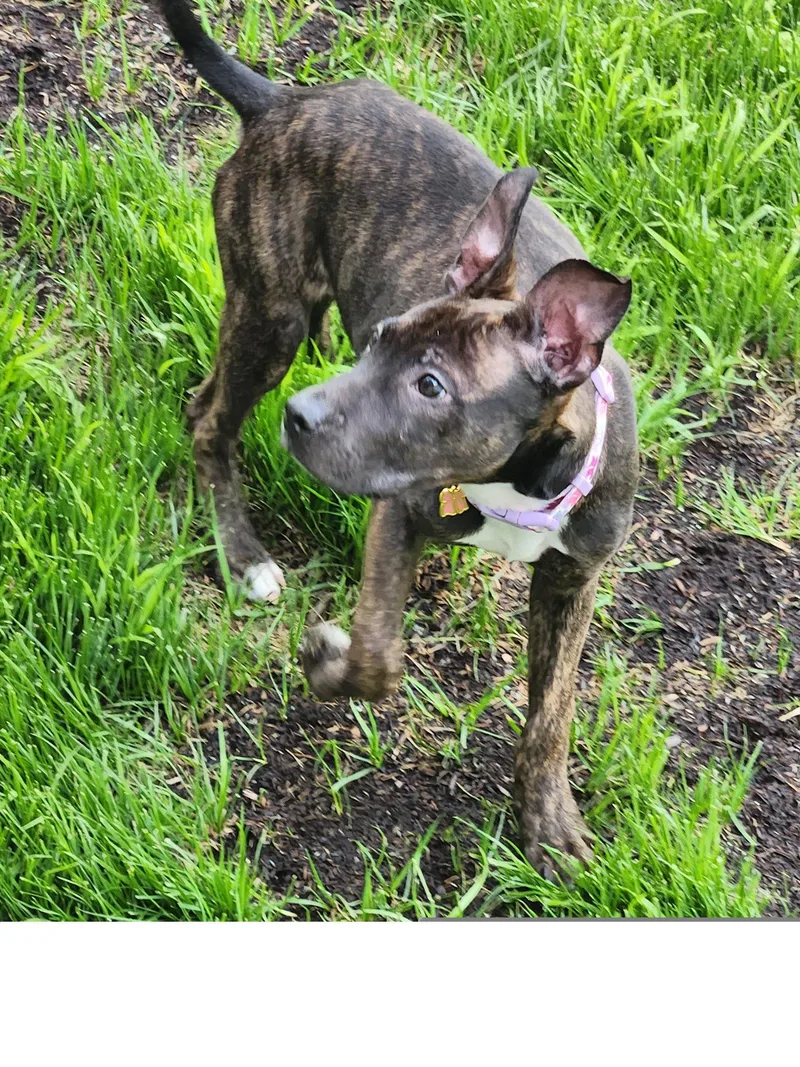An adult medium-sized female Pit Bull Terrier dog named Lilith for adoption in Roseville, CA