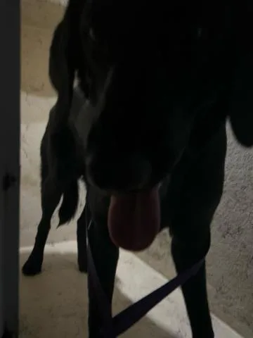 A young large-sized male Mixed Breed dog named Shikamaru for adoption in West Palm Beach, FL