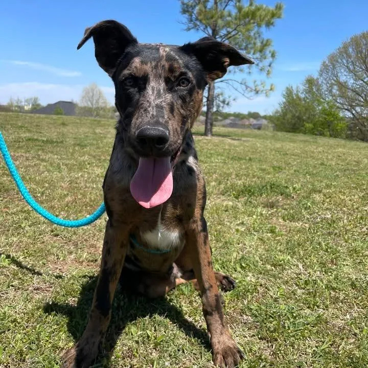 A baby medium-sized male Catahoula Leopard Dog dog named Oliver for adoption in Springdale, AR