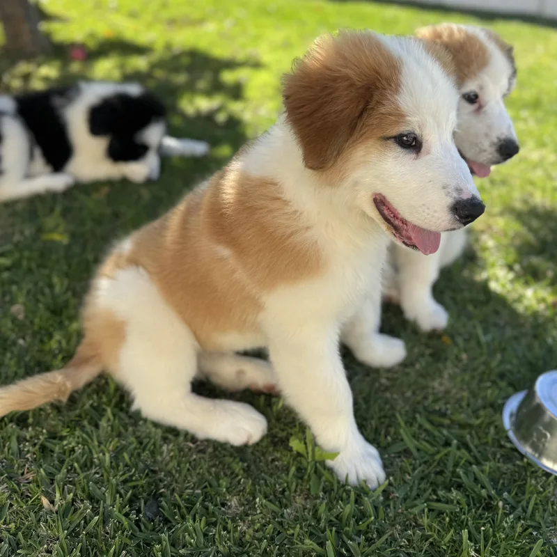 Finnegan thumbnail 2