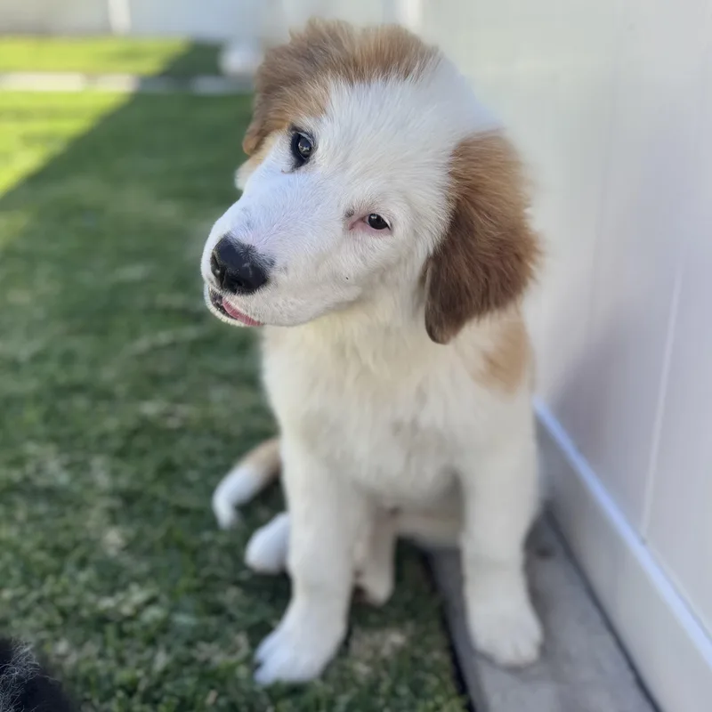 Finnegan thumbnail 3