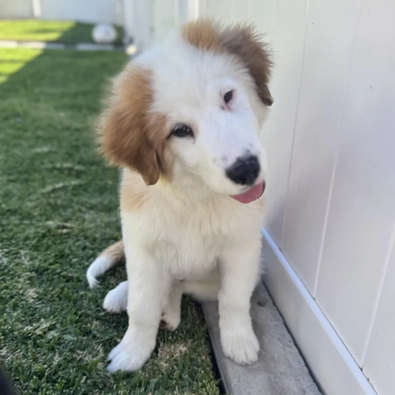 Finnegan thumbnail 5